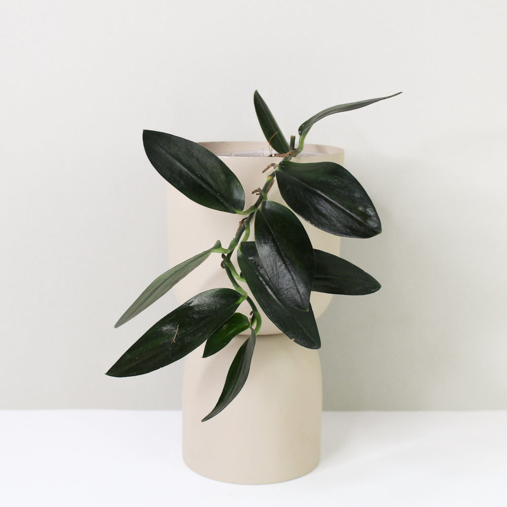 Scindapsus Treubii  'Dark Form'