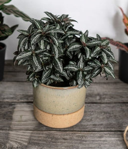Pilea Silver Tree
