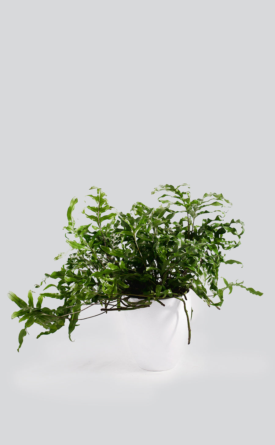 Microsorum Diversifolium 'Kangaroo Fern' - Plant Studio LLC