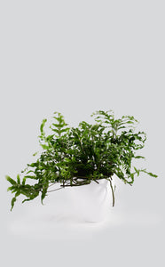 Microsorum Diversifolium 'Kangaroo Fern'