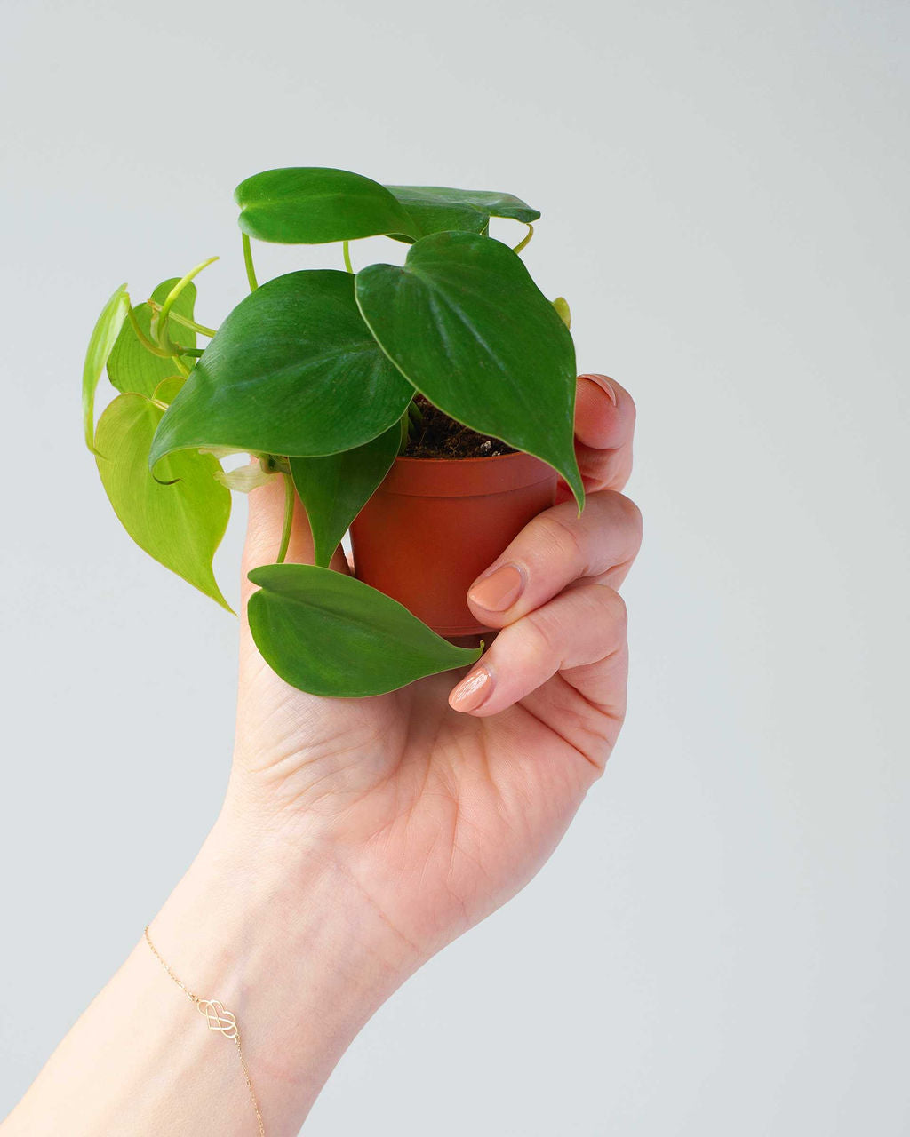 Philodendron Heartleaf Mini