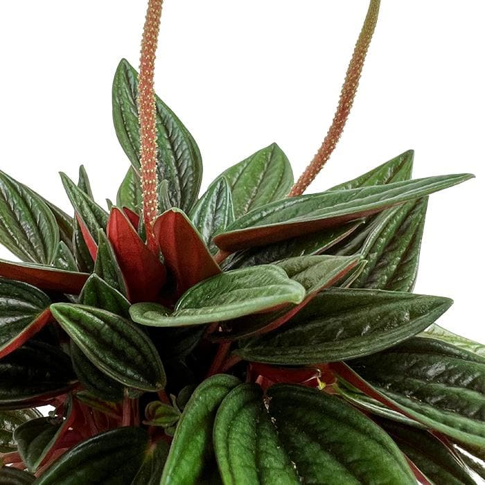 Peperomia Rosso - Plant Studio LLC