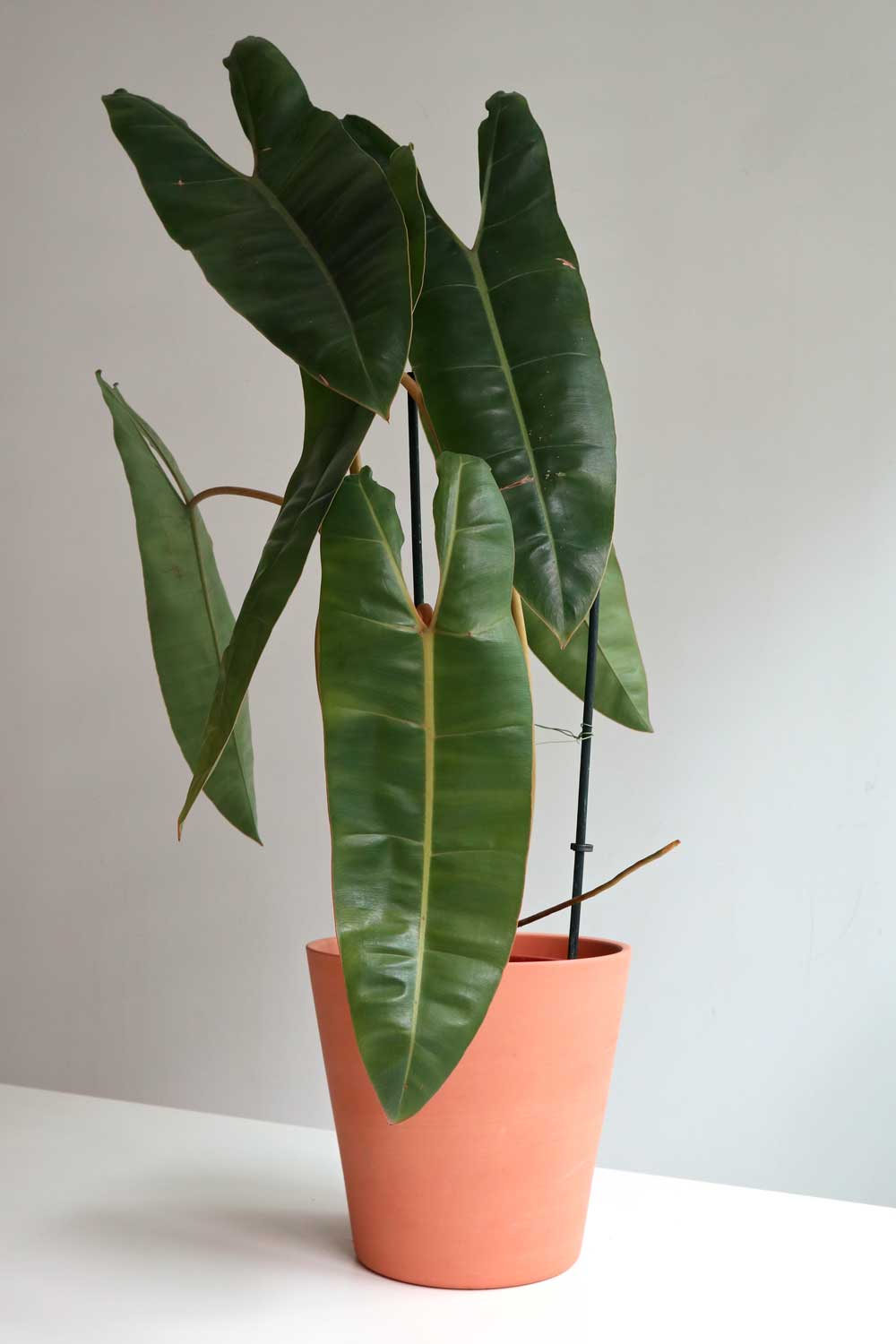 Philodendron Billitiae