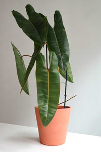 Philodendron Billitiae