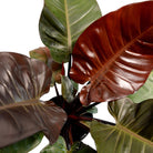 Philodendron Black Cardinal - Plant Studio LLC