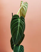Philodendron Melanochrysum - Plant Studio LLC