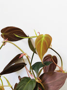 Philodendron Micans - Plant Studio LLC