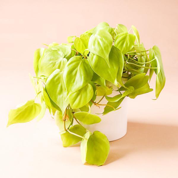 Philodendron Micans Lime