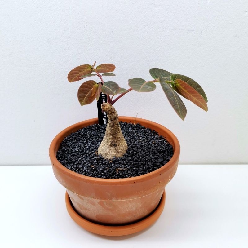 Phyllanthus Mirabilis