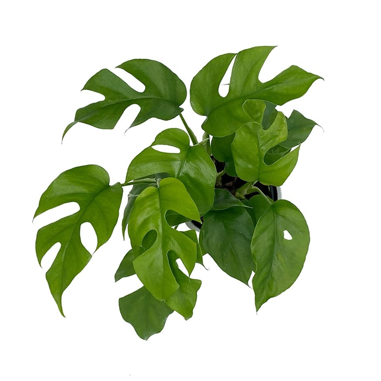 Rhaphidophora Tetrasperma “Mini Monstera” 'Tetra'