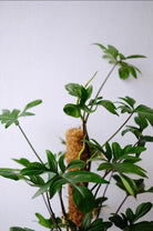 Philodendron Pedatum - Plant Studio LLC