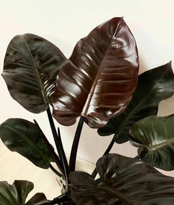 Philodendron Black Cardinal