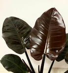 Philodendron Black Cardinal - Plant Studio LLC