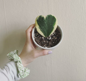 Variegated Hoya Kerrii