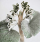 Begonia Venosa 'Elephant Ears' - Plant Studio LLC