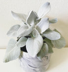 Senecio Angel Wings - Plant Studio LLC