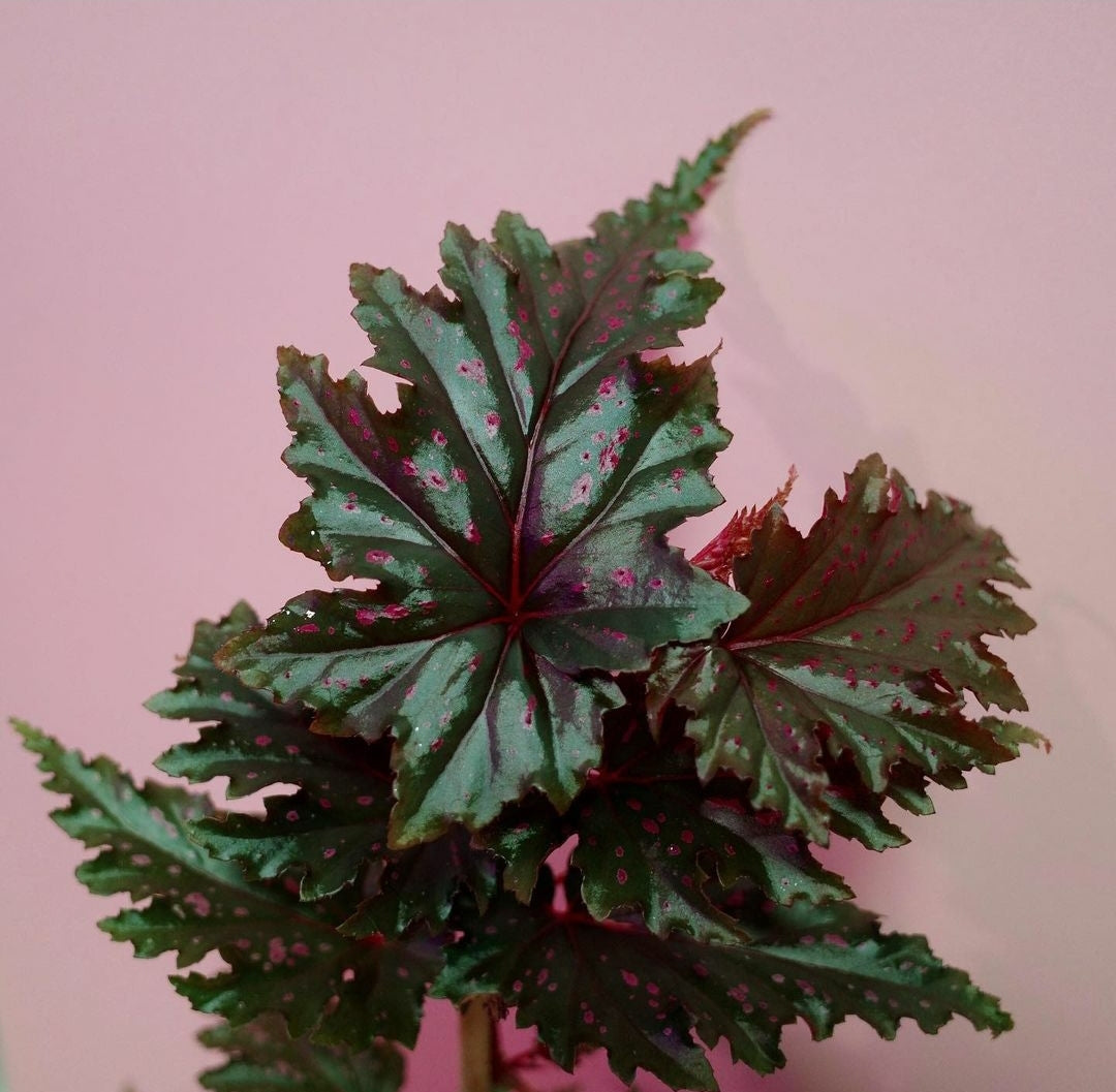 Begonia Serratipetala
