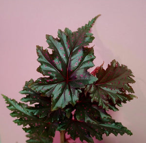 Begonia Serratipetala