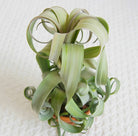 Tillandsia Curly Slim - Plant Studio LLC