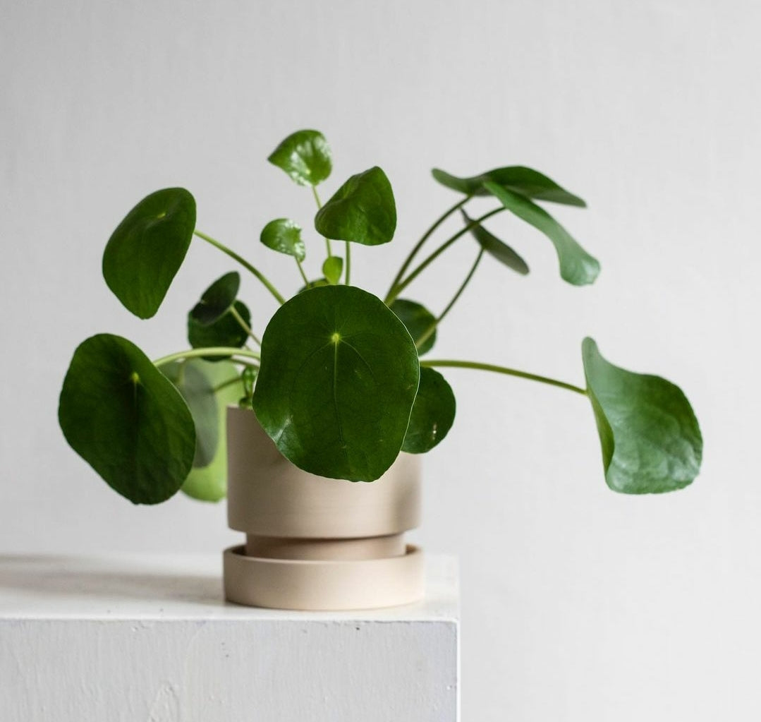 Pilea Peperomioides 'Chinese Money Plant'