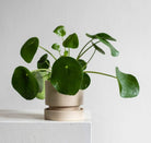 Pilea Peperomioides 'Chinese Money Plant' - Plant Studio LLC