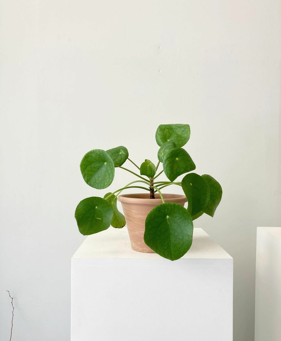 Pilea Peperomioides 'Chinese Money Plant'