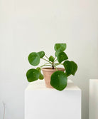 Pilea Peperomioides 'Chinese Money Plant' - Plant Studio LLC