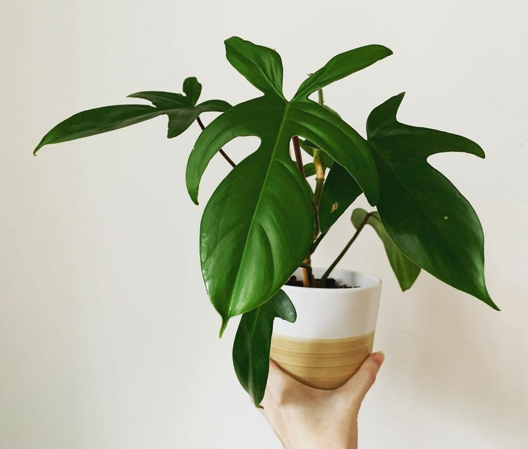 Philodendron Florida Green