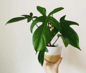 Philodendron Florida Green