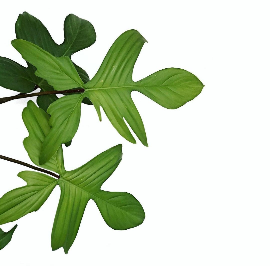 Philodendron Florida Green