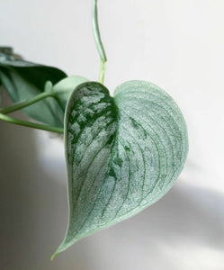 Scindapsus Pictus Silvery Ann