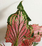 Caladium Sparkler 'Thai Caladium' - Plant Studio LLC