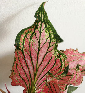 Caladium Sparkler 'Thai Caladium'