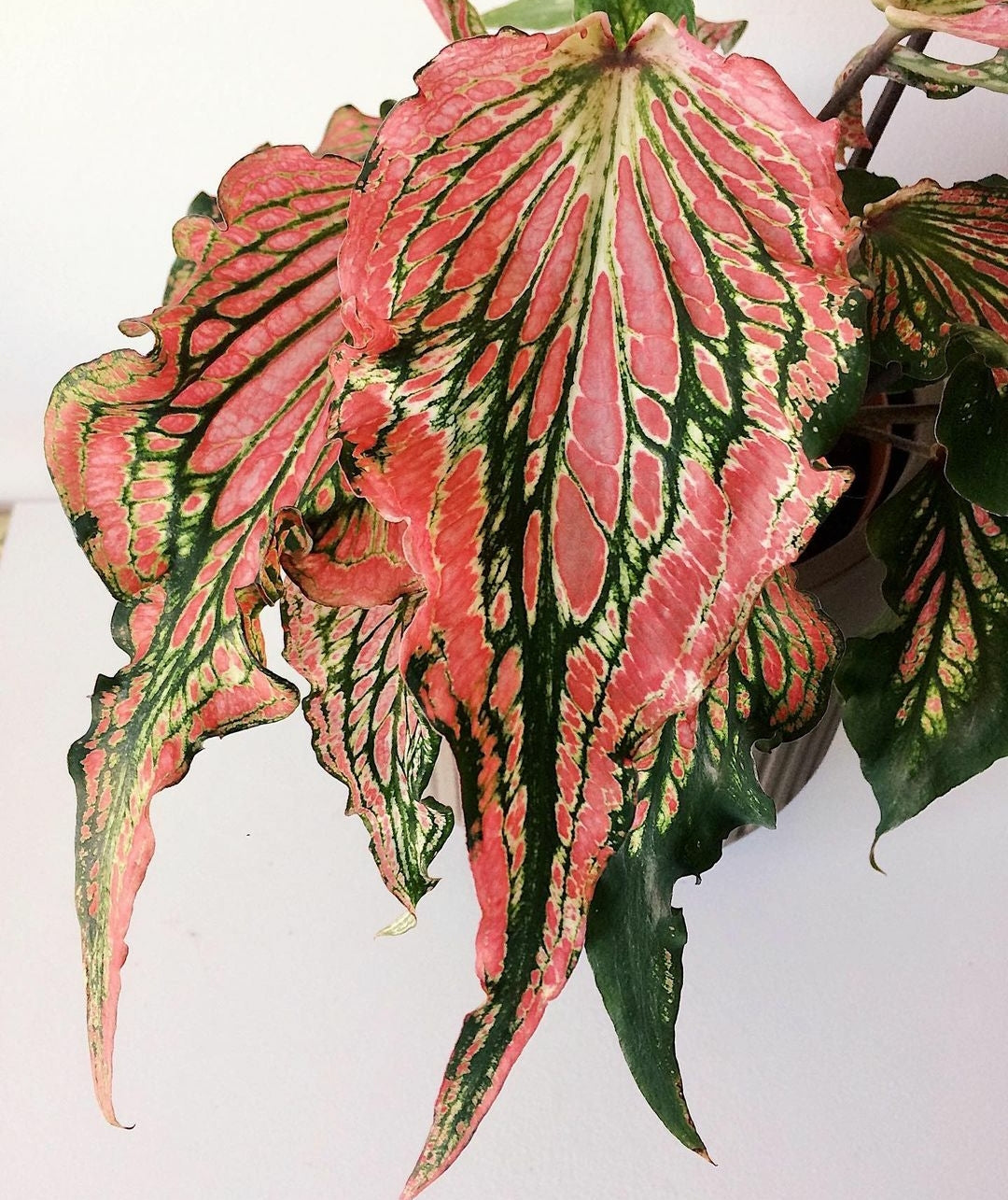 Caladium Sparkler 'Thai Caladium'