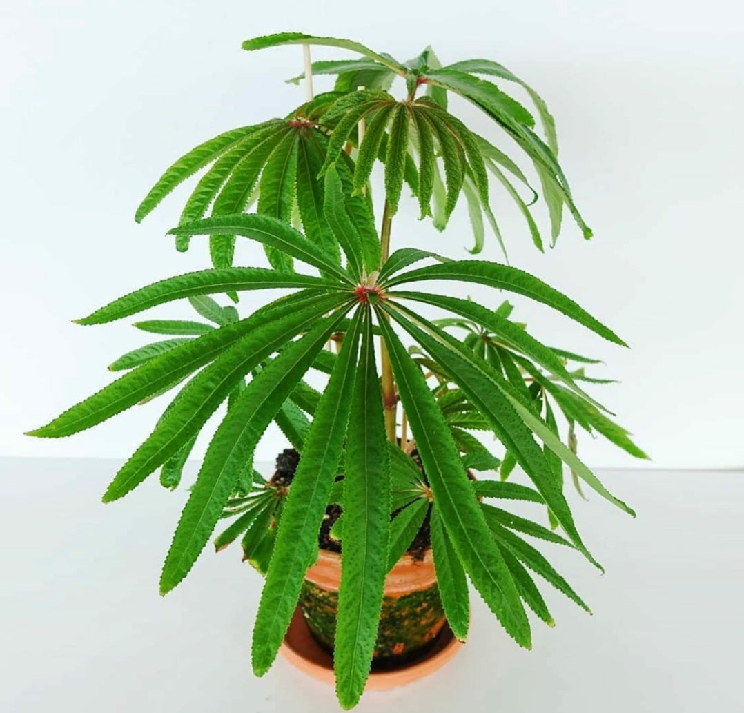 Begonia Luxurians in Terra Cotta Pot
