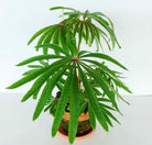 Begonia Luxurians in Terra Cotta Pot - Plant Studio LLC