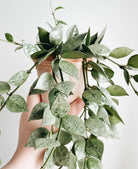 Hoya Eskimo - Plant Studio LLC