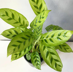 Calathea Leopardina