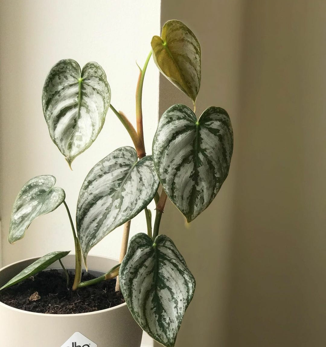 philodendron brandtianum