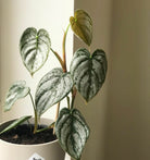 philodendron brandtianum