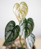 Philodendron Brandtianum