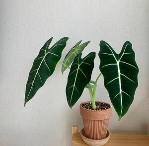 Alocasia Frydek