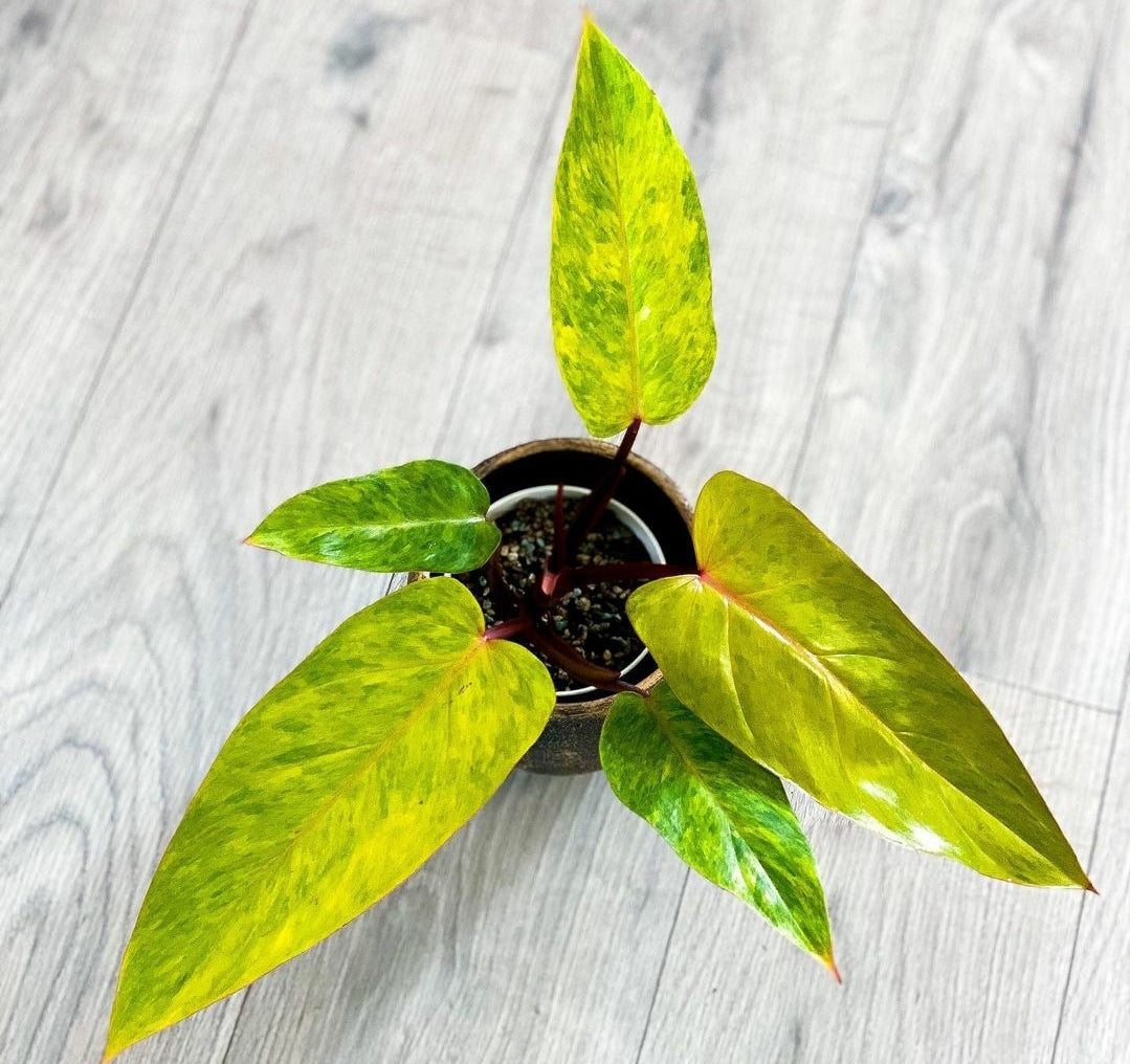 Philodendron Painted Lady