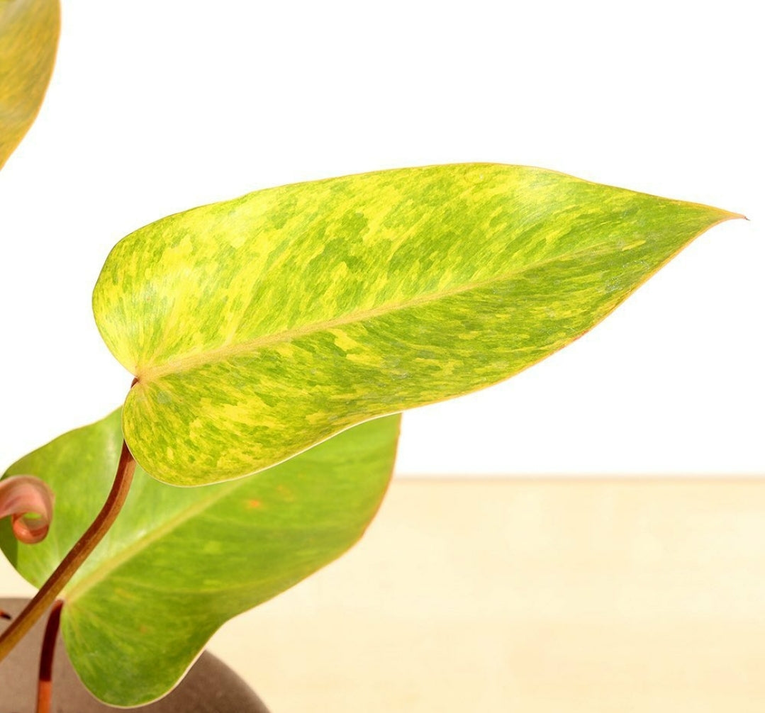 Philodendron Painted Lady