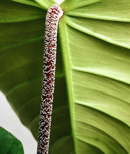 Rare Philodendron Nangaritense