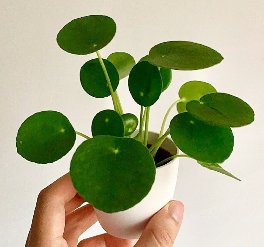 Pilea Peperomioides 'Chinese Money Plant'