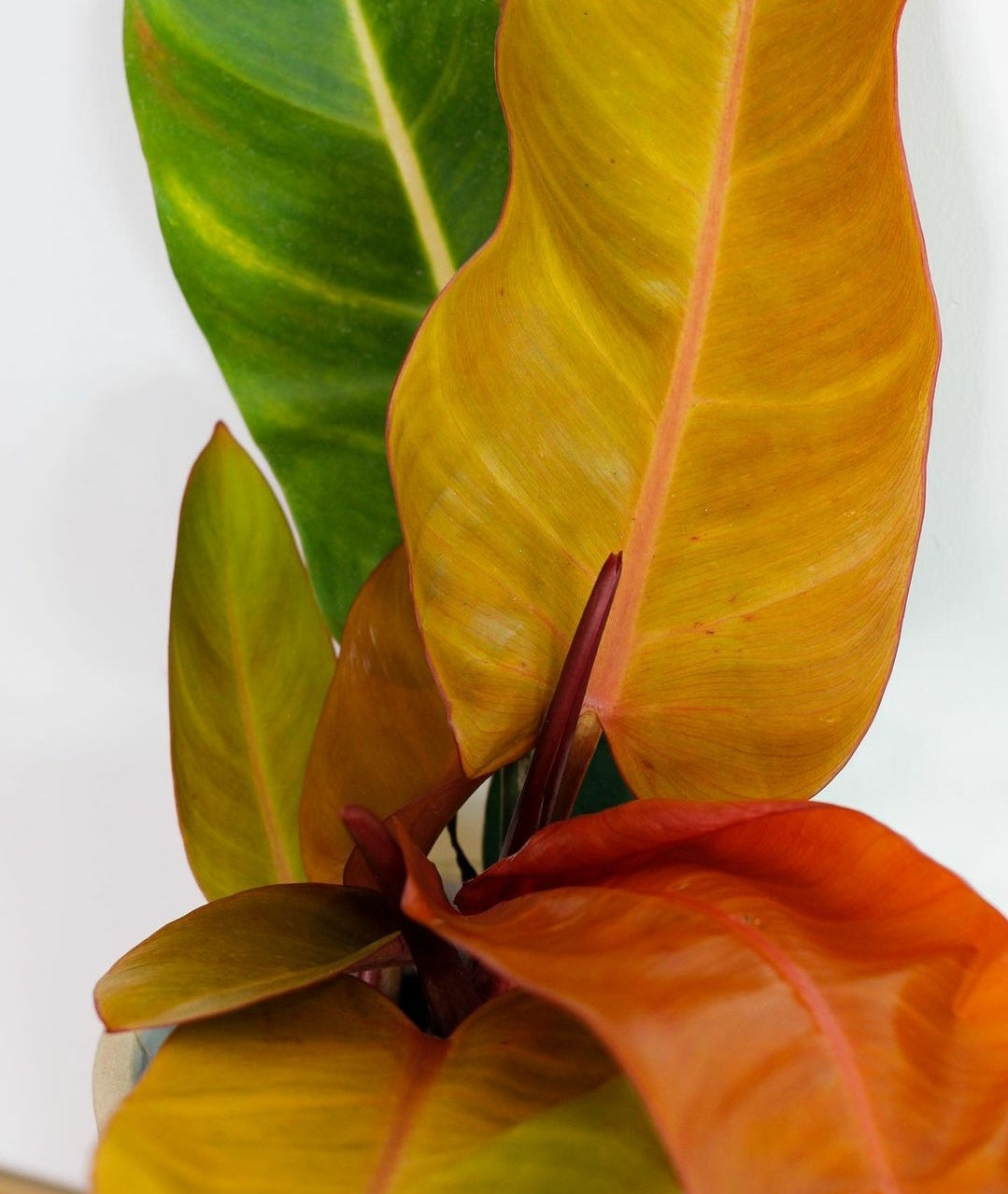 Philodendron Prince of Orange - Plant Studio LLC