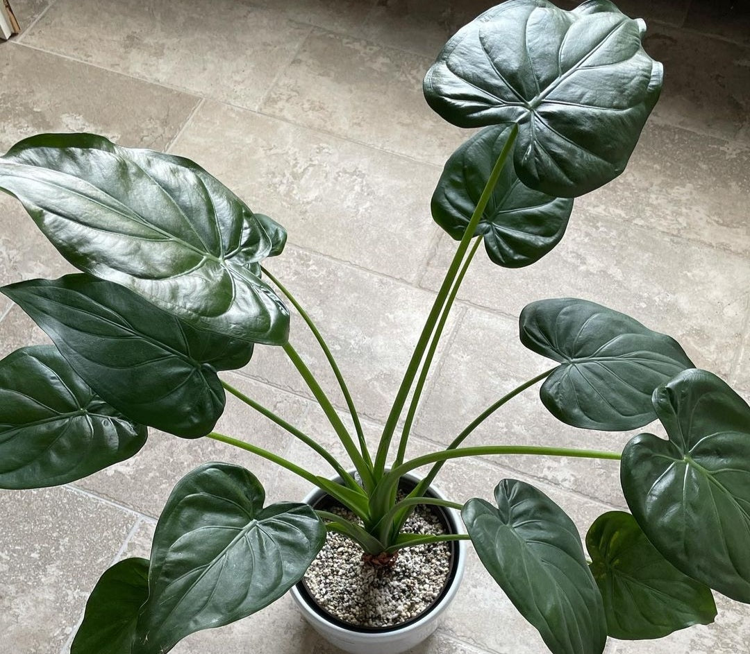 Alocasia Cucullata 'Buddha's Hand'