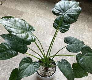 Alocasia Cucullata 'Buddha's Hand'