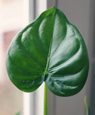 Single Leaf Alocasia Cucullata 'Buddha's Hand' - Plant Studio LLC